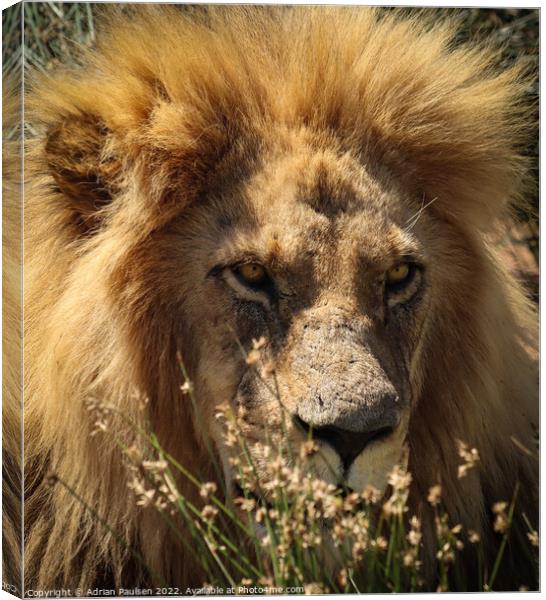 A lion staring  Canvas Print by Adrian Paulsen