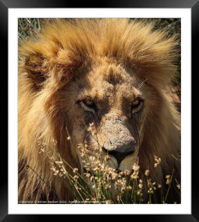 A lion staring  Framed Mounted Print by Adrian Paulsen