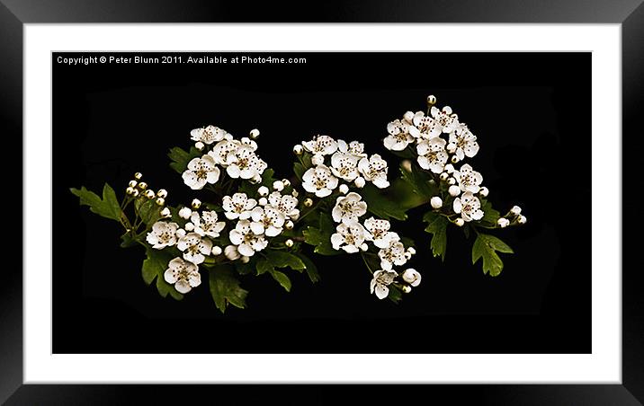 White Hawthorn Blossom on Black B/G Framed Mounted Print by Peter Blunn
