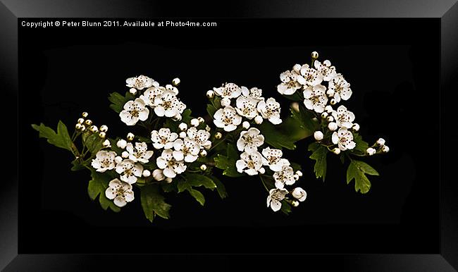 White Hawthorn Blossom on Black B/G Framed Print by Peter Blunn
