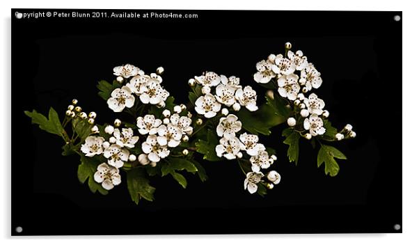 White Hawthorn Blossom on Black B/G Acrylic by Peter Blunn
