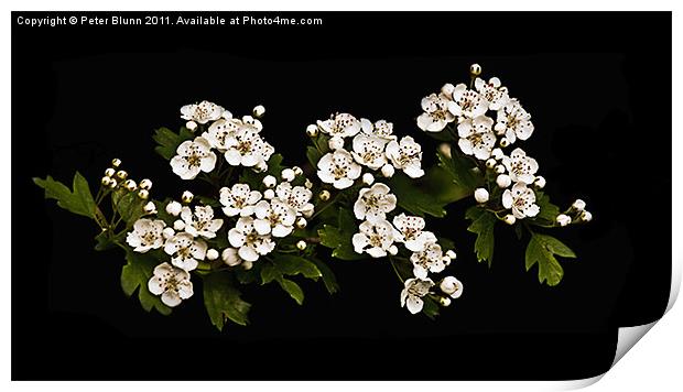 White Hawthorn Blossom on Black B/G Print by Peter Blunn