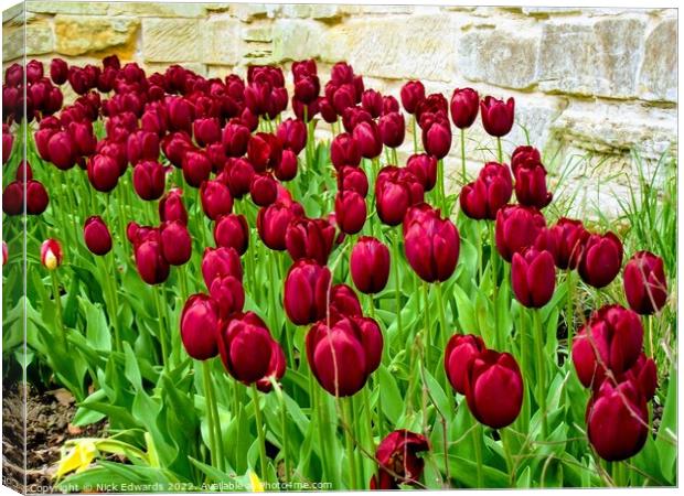 Deep Red Tulips Canvas Print by Nick Edwards