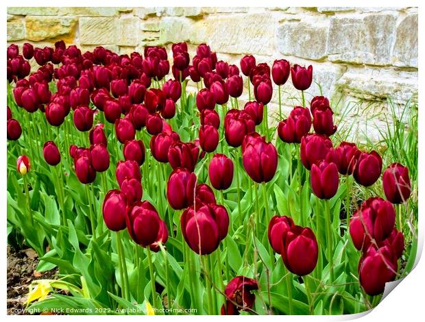 Deep Red Tulips Print by Nick Edwards