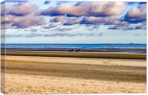 Horses Sulkies Utah D-day Landing Beach Normandy France Canvas Print by William Perry