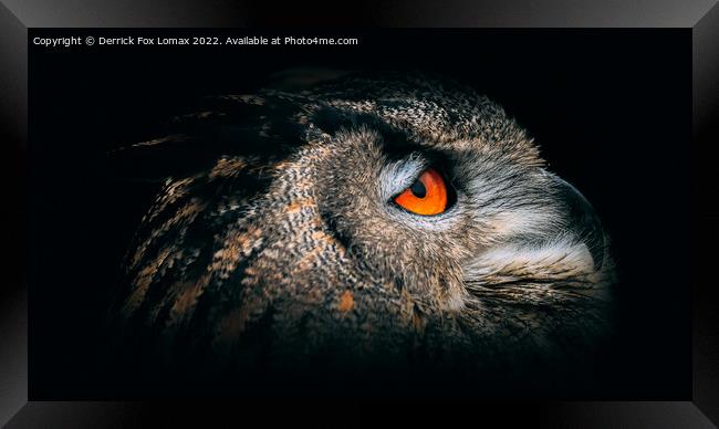 Eagle Owl Portrait Framed Print by Derrick Fox Lomax