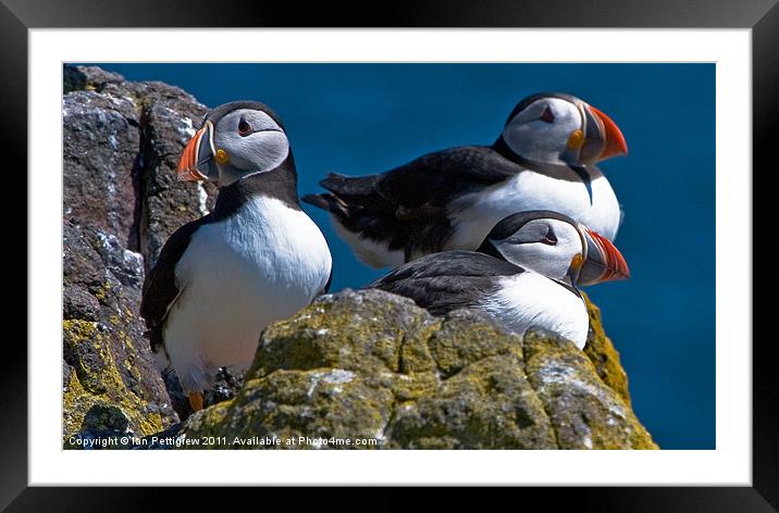 Isle of May Puffins Framed Mounted Print by Ian Pettigrew