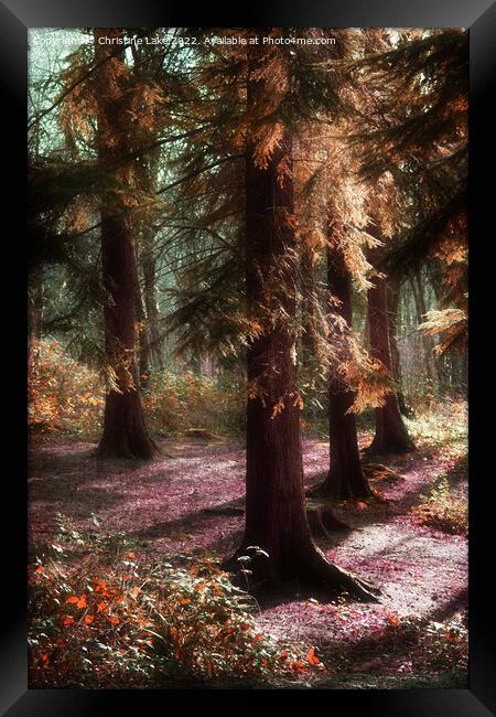 Woodland Enchantment 2 Framed Print by Christine Lake