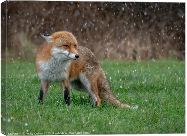 A red fox standing on the grass while hail-stoning  Canvas Print by Vicky Outen