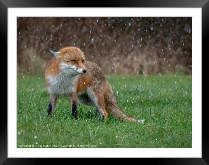 A red fox standing on the grass while hail-stoning  Framed Mounted Print by Vicky Outen