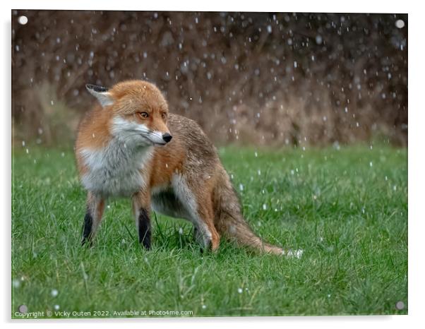 A red fox standing on the grass while hail-stoning  Acrylic by Vicky Outen