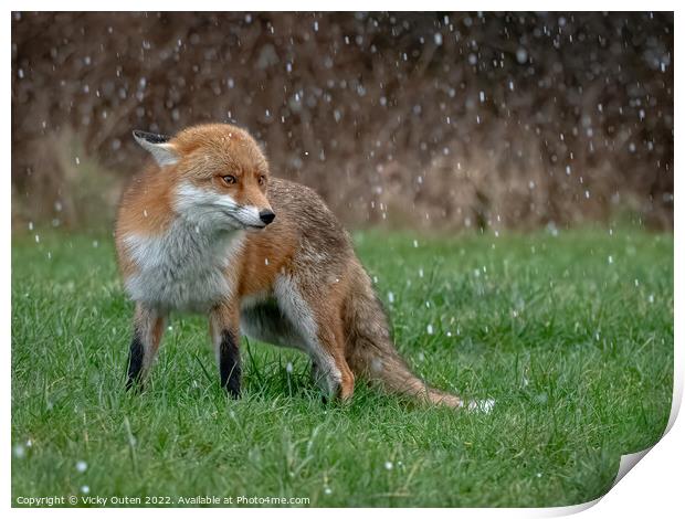 A red fox standing on the grass while hail-stoning  Print by Vicky Outen