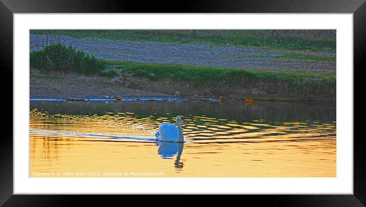 Lone Swan at Sunset Framed Mounted Print by John Wain