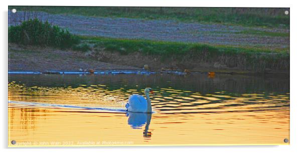 Lone Swan at Sunset Acrylic by John Wain