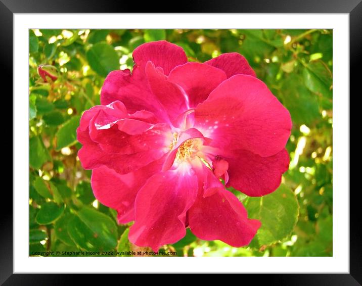 Lovely pink rose Framed Mounted Print by Stephanie Moore