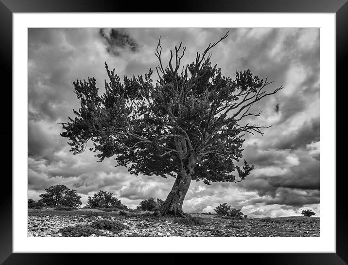 Photography with a dying tree in black and white Framed Mounted Print by Vicen Photo