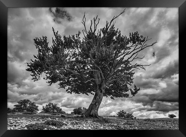 Photography with a dying tree in black and white Framed Print by Vicen Photo