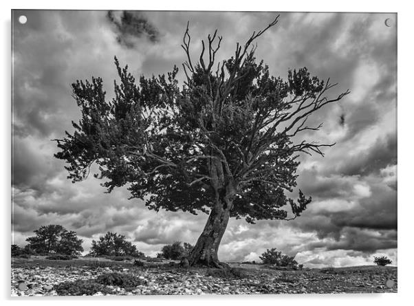Photography with a dying tree in black and white Acrylic by Vicen Photo
