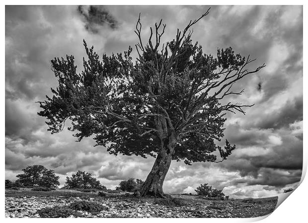 Photography with a dying tree in black and white Print by Vicen Photo