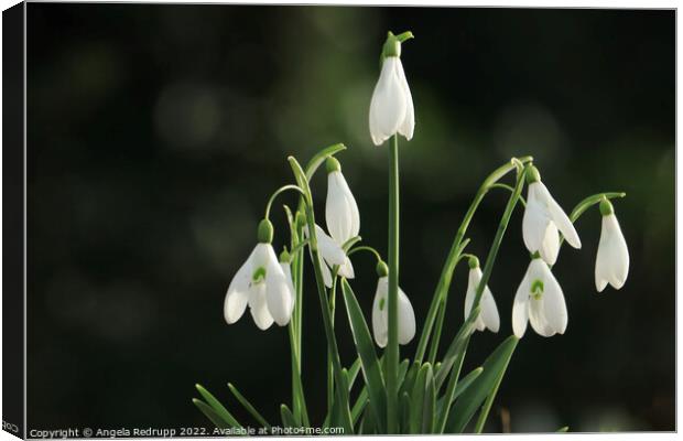 Snowdrops  Canvas Print by Angela Redrupp