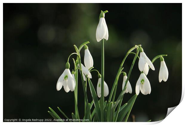 Snowdrops  Print by Angela Redrupp