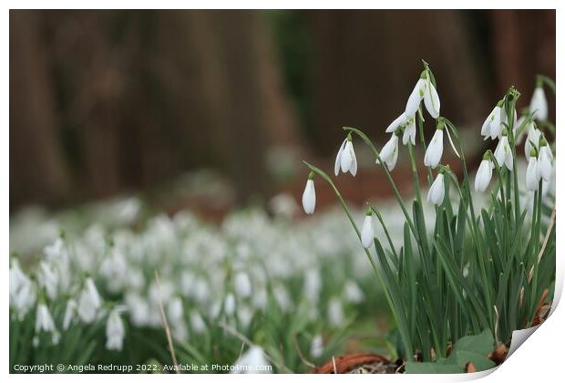 Snowdrops in woodland Print by Angela Redrupp