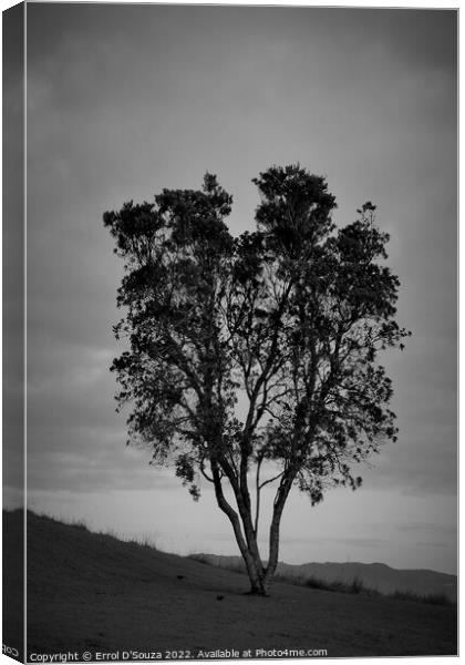 Lone Tree Stands Tall on a Hill Canvas Print by Errol D'Souza