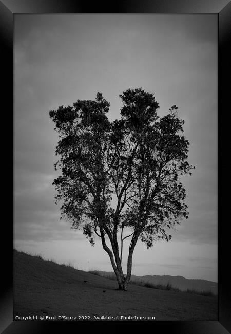 Lone Tree Stands Tall on a Hill Framed Print by Errol D'Souza