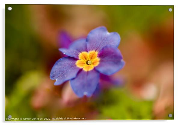 primrose colour Acrylic by Simon Johnson