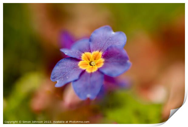 primrose colour Print by Simon Johnson