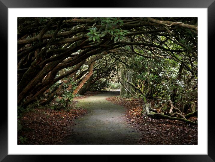 Arched walkway through the Rhododendron trees Framed Mounted Print by Leighton Collins