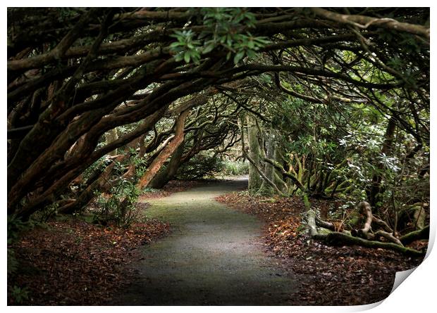 Arched walkway through the Rhododendron trees Print by Leighton Collins