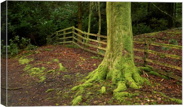 Moss covered tree trunk Canvas Print by Leighton Collins