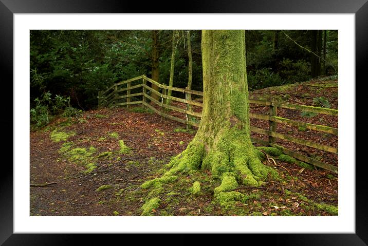 Moss covered tree trunk Framed Mounted Print by Leighton Collins