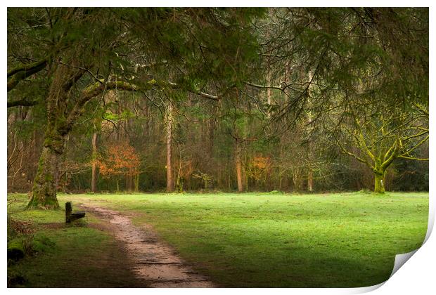 A quiet bench at Craig-y-Nos Print by Leighton Collins