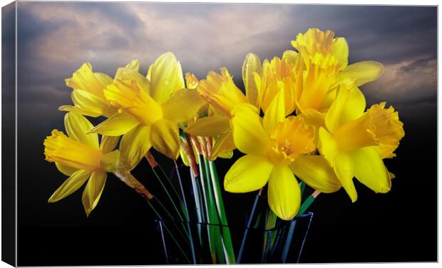 Welsh yellow Daffodils Canvas Print by Leighton Collins