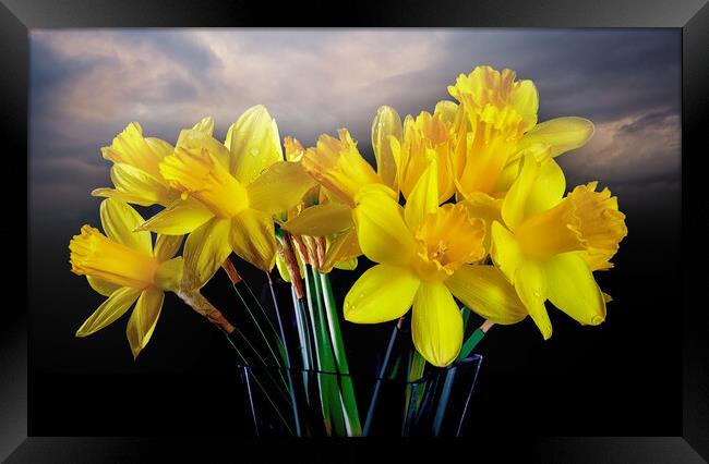 Welsh yellow Daffodils Framed Print by Leighton Collins