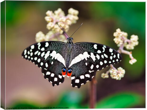 African Christmas Butterfly, Papilio Demodocus Canvas Print by Martin Day
