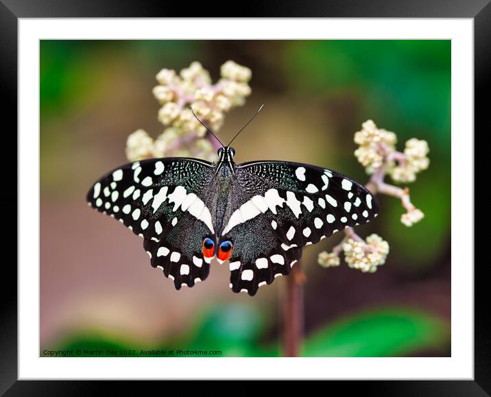 African Christmas Butterfly, Papilio Demodocus Framed Mounted Print by Martin Day