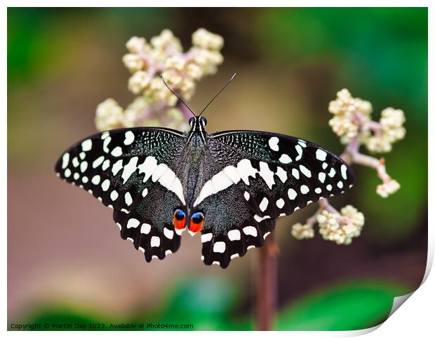 African Christmas Butterfly, Papilio Demodocus Print by Martin Day