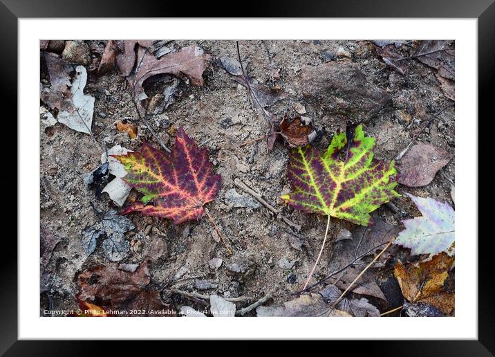 Leaves A Framed Mounted Print by Philip Lehman