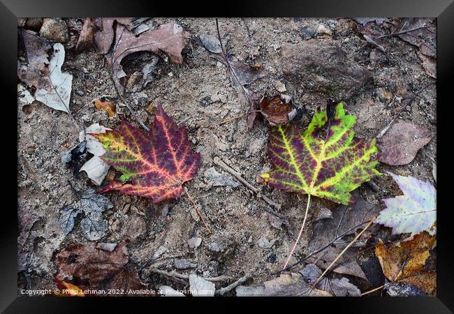 Leaves A Framed Print by Philip Lehman