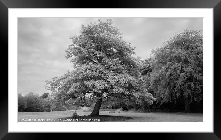 The Last Tree on Earth.  Framed Mounted Print by Jack Clarke