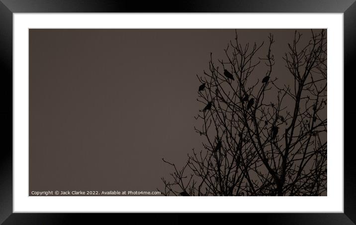 The Crows Framed Mounted Print by Jack Clarke