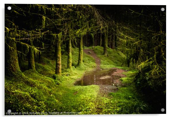 Coed Y Brenin Forest, Snowdonia Acrylic by Chris Richards
