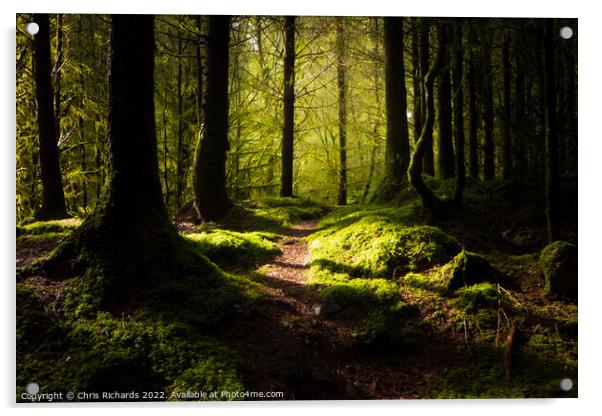Coed Y Brenin Forest, Snowdonia Acrylic by Chris Richards