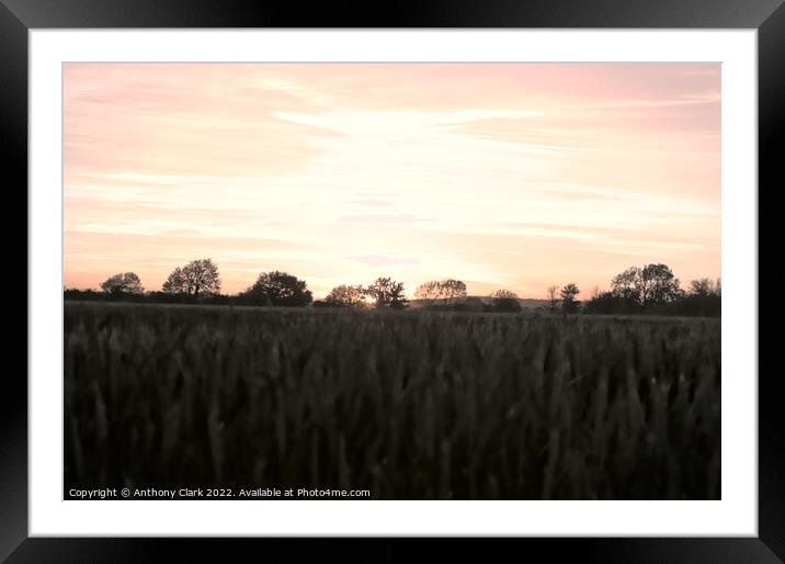 Fields at sunset Framed Mounted Print by Anthony Clark