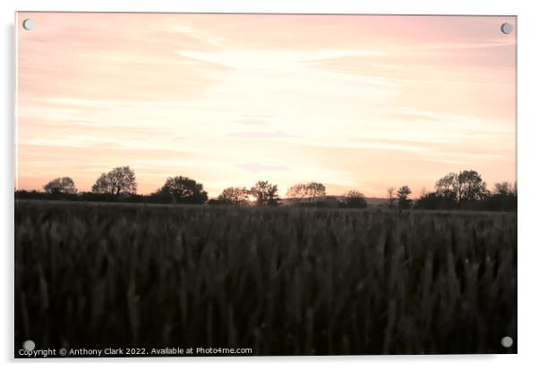 Fields at sunset Acrylic by Anthony Clark