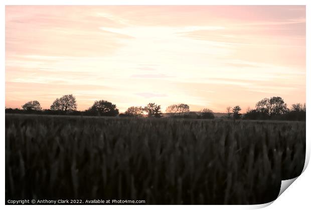 Fields at sunset Print by Anthony Clark