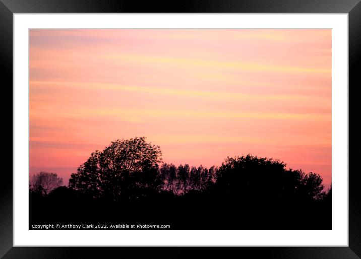 Trees at sunset Framed Mounted Print by Anthony Clark